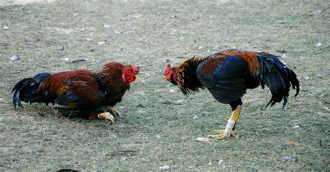 tari ng manok na panabong in english|Top Breeds Na Malakas Manalo Sa Sabong .